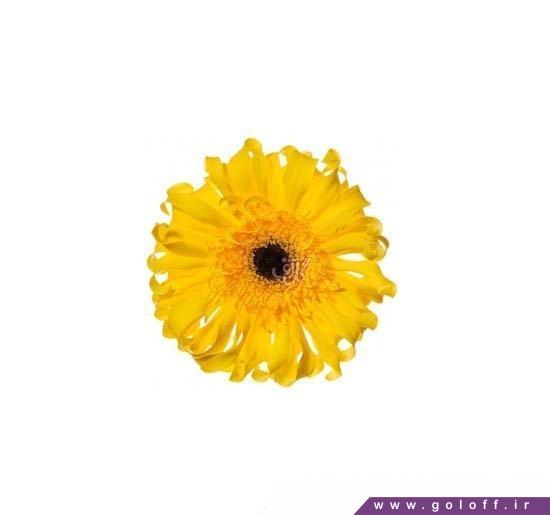 تزیین گل - گل ژربرا پاستا دیماما - Gerbera | گل آف